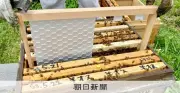 ハチの巣の六角形、設計図なしでどう作る？四角形の土台で実験