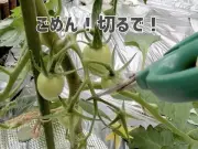 大玉トマトは「実を切り落とす」と甘くなる？家庭菜園のコツを解説