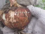 捨てるのはもったいない！玉ねぎの切れ端を植えると再収穫できる方法