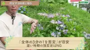 アジサイ剪定、深く切りすぎると翌年「葉だけ」に？ハイポネックスが動画で解説