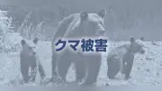 兵庫県東部でクマ狩猟を3年ぶり解禁へ、上限29頭に設定