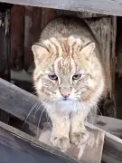 井の頭自然文化園、アムールヤマネコ2頭が相次ぎ死亡 6頭に体調不良