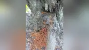 特定外来生物クビアカツヤカミキリ、小豆島のスモモ園で県内初の農業被害