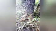 丹波篠山市でクビアカツヤカミキリ幼虫の痕跡を初確認、桜や桃の木に被害警戒