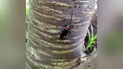 桜を枯らす外来クビアカツヤカミキリ、すでに定着か 根絶困難で地道な駆除続く