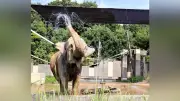いしかわ動物園、猛暑で動物の暑さ対策に追われる