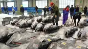 クロマグロ漁獲枠増、政府の機動力で合意 資源管理と漁業経営の両立へ