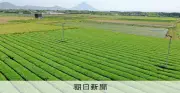 鹿児島の一番茶荒茶生産量、2年連続トップならず 静岡が首位返り咲き