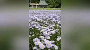 京都・久多で北山友禅菊が見頃 薄紫の花畑に観光客 昨年は約2000人が来訪 地元の人が育てる 見頃は今月上旬まで