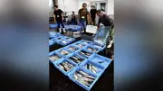 高知の夏の味覚「新子」不漁で品薄、県外客「カツオ食べて帰ります」