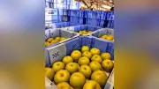 蔵王町で「幸水」出荷始まる 大ぶりで甘みある品質に