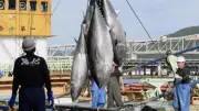 大型マグロ漁獲枠25%増、2027年から2年間適用へ 国際会議で合意
