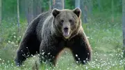 クマに襲われた36歳男性、猪木キックで応戦した数十秒間の死闘
