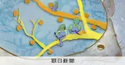 記憶の維持、カギは神経細胞のつなぎ目の「配置」 OISTらマウスで解明