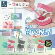 歯の模型がミニチュアボックストイに、蓄光タイプは暗闇で光る 12月発売