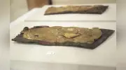 名古屋城の金鯱、金濃度にばらつき…尾張藩が部分改鋳か