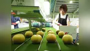 大田原市でナシ「幸水」初出荷 糖度高く品質良好