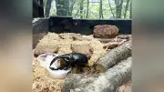 那須どうぶつ王国で「カブトムシ王国」開催中 幻のサタンオオカブトも展示