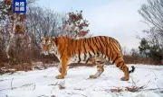 英国で新種の恐竜化石、獣脚類の一種と判明