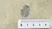 上士幌で680万年前の地層から新種の植物化石「ヌカビラチョウノスケソウ」発見