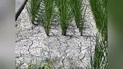 大分県の農業用ダム5か所で貯水率50％未満、渇水懸念で対策本部設置