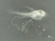 沖縄美ら海水族館が世界で初めてアカマンボウの人工授精・人工ふ化に成功したと発表、全長7ミリの仔魚を展示