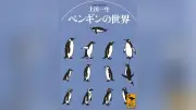 岡ノ谷一夫さんが選ぶ夏の3冊：デカルト、フロイト、ペンギン