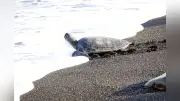 左目ないウミガメ「まさむね」、治療終え室戸から海へ帰る