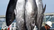 クロマグロ大型魚の太平洋漁獲枠拡大で合意、メキシコ翻意