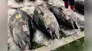 太平洋クロマグロ大型魚の漁獲枠25％増で合意、全会一致で決定