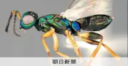 SNSの動画がきっかけ、中国のみの寄生バチを日本で初確認