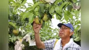 大垣市でナシ収穫本格化、特産品「幸水」甘くみずみずしい