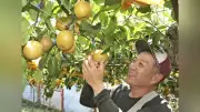かつらぎ町の坂田農園で梨の収穫最盛期、直売所にぎわう