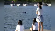 釜石市の平田漁港にゴンドウクジラ出没、サバ追い迷い込む