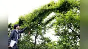梅雹害対策で枝葉を「傘」に 県うめ研究所が効果確認