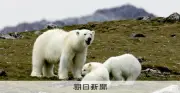 眠っていたホッキョクグマを警笛で起こし罰金80万円 スバールバル諸島