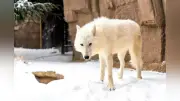 那須どうぶつ王国のホッキョクオオカミ「サンナ」死ぬ 胃捻転で