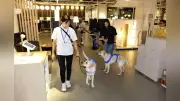 介助犬候補の子犬、商業施設で特訓 愛知・長久手市のIKEAで
