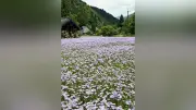 京都市左京区久多地域で北山友禅菊が見頃、1996年に命名し地域で育てる花畑が観光客を魅了、見頃は今月上旬まで