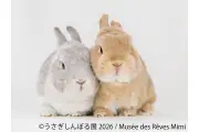 うさぎの合同写真展「うさぎしんぼる展 2026」が浅草橋で開催、54組が200点以上を展示