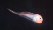 「マグマクサウオ」展示、生きた状態で採集国内初　希少深海魚がアクアマリンふくしまに