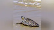 絶滅危惧のタイマイを福津の海へ放流 マリンワールド、2年ぶり