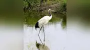 国の特別天然記念物のタンチョウ、大阪府南部の大津川で確認 生後3年ほどの若鳥か、中国やロシアから迷い込みか