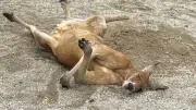 アカカンガルーの「偽反芻」、運が良ければ観察可能　東武動物公園