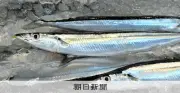 サンマの体内から見つかる「赤い糸」の正体は寄生虫ラジノリンクス　専門家「食べても大丈夫」