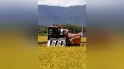 岐阜・海津市で県内トップ切る稲刈り、早場米「あきたこまち」収穫始まる