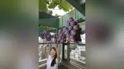赤坂で高々と実る稲穂、都会の田園風景が話題に
