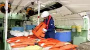 ベニズワイガニ漁解禁前に安全点検、昨年は転落事故も