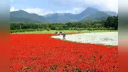 茅野の花畑「ヤッツガーデン」でサルビア満開、赤白のコントラスト