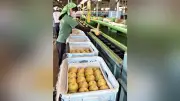 世羅町特産「幸水」出荷本格化、糖度は例年より高め